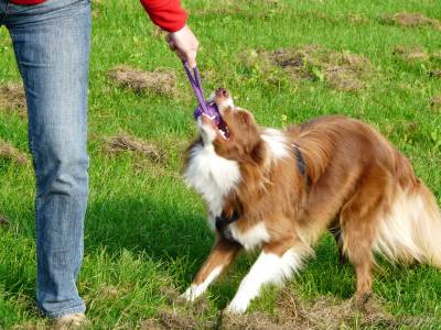 Legende maandag Competitief Spelen met de hond – PuppyStar